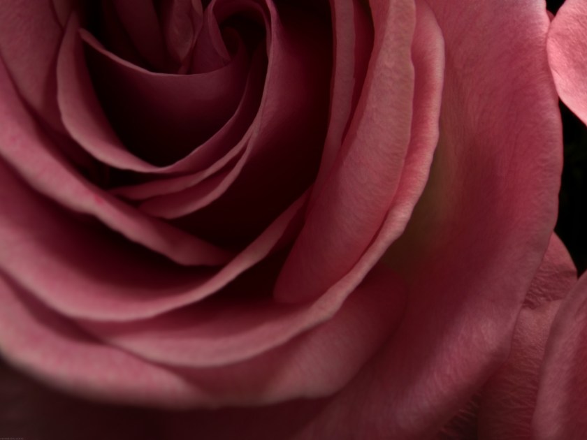 Burgundy-Rose-desktop-hd-wallpaper