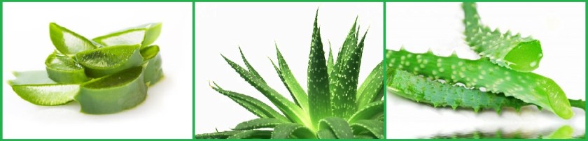 3aloevera