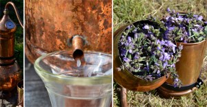 Hidrolati-in-degustacija