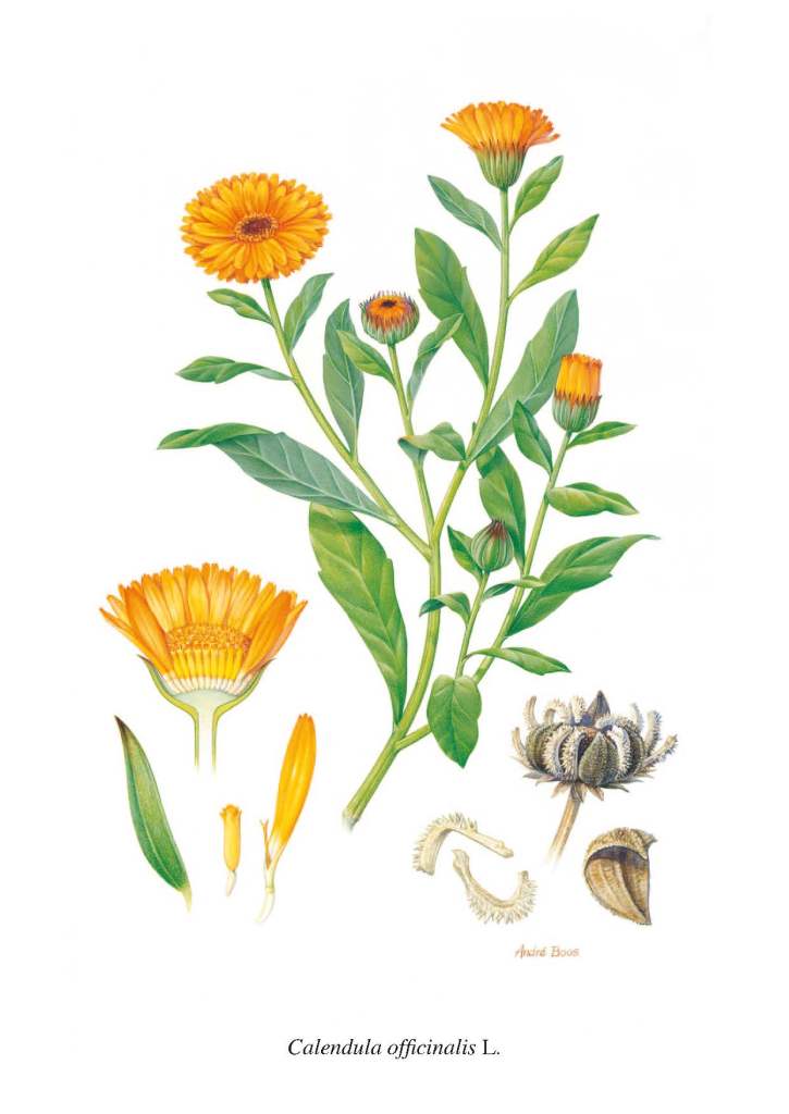 calendula